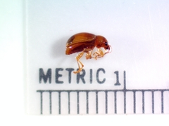 Colaspis brunnea