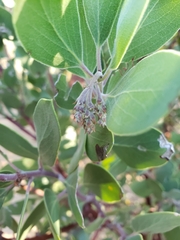 Arctostaphylos