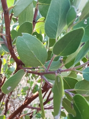 Arctostaphylos