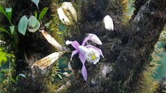 Pleione praecox