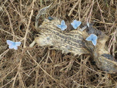 Thirteen-lined Ground Squirrel photographed in North Dakota
