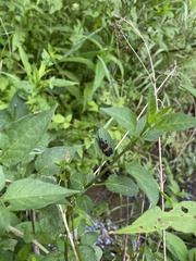 Calopteron discrepans