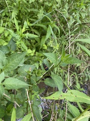 Calopteron discrepans