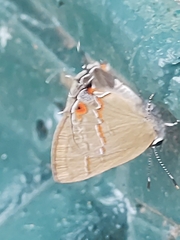Calycopidina