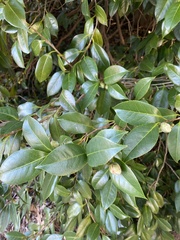 Camellia japonica