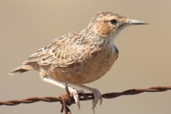 Chersomanes albofasciata