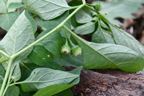 Physaliastrum echinatum iNat (2)