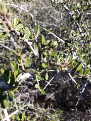 Ceanothus cuneatus