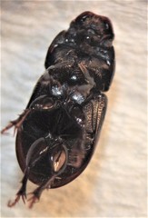 Calamosternus granarius