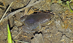 Elachistocleis bicolor