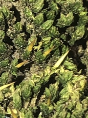 Syntrichia papillosa