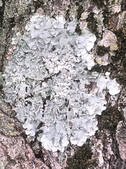 Punctelia subrudecta
