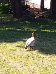 Theristicus melanopis