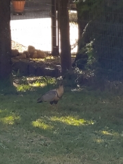 Theristicus melanopis