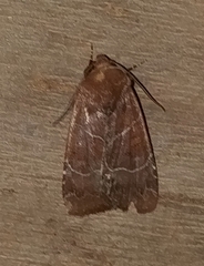 Hampsonodes mastoides