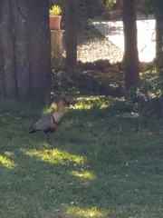 Theristicus melanopis