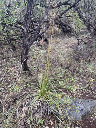 Nolina lindheimeriana
