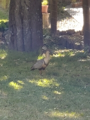 Theristicus melanopis