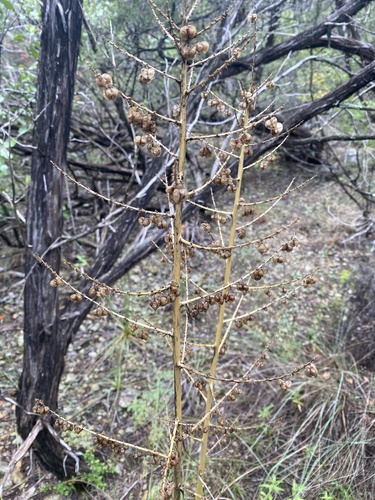 Nolina lindheimeriana