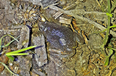 Elachistocleis bicolor