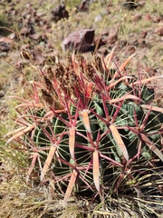 Ferocactus latispinus