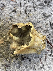 Agaricomycotina