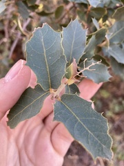 Quercus turbinella