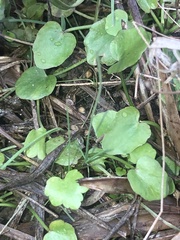 Dichondra carolinensis