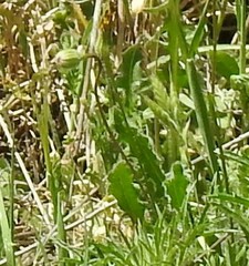 Leontodon longirostris