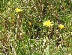 Leontodon longirostris