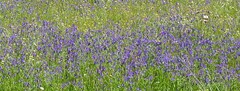 Echium plantagineum