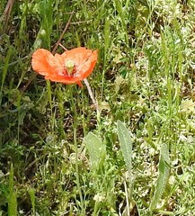 Papaver dubium