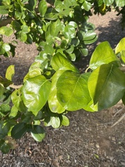 Coprosma repens