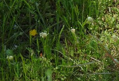 Plantago lagopus
