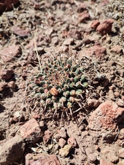 Mammillaria uncinata