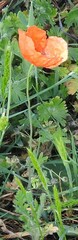 Papaver dubium