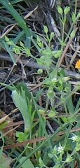 Arenaria serpyllifolia