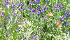Verbascum pulverulentum