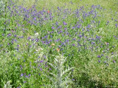 Verbascum pulverulentum