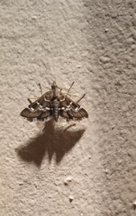 Nomophilini