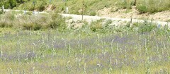 Echium plantagineum