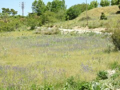 Echium plantagineum
