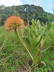 Scadoxus