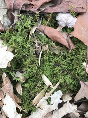 Thuidium