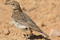 Galerida magnirostris