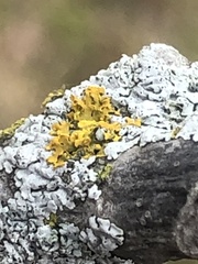 Xanthomendoza weberi