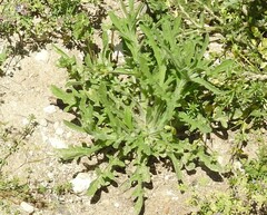 Centaurea melitensis