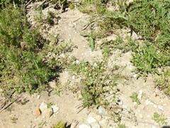 Centaurea melitensis