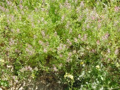 Fumaria officinalis