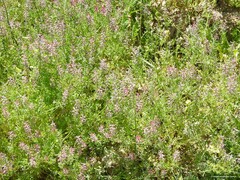 Fumaria officinalis